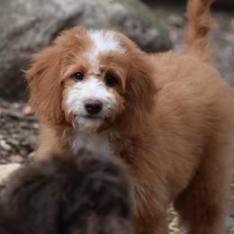 Blue boy - Red male Bernedoodle puppy in Waukesha, Wisconsin from Bernedoodle Boutique (and Cavapoos)