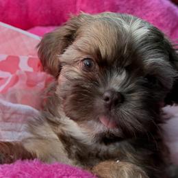 Shih Tzus from CHATEAU SHIH TZU KENNELS