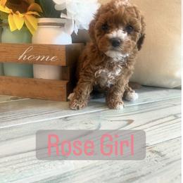 Rose - Apricot female Cavapoo puppy in Orangeville, Utah from Julie Chandler
