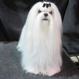 Maltese All Grown Up from RagTak Maltese