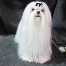 Maltese All Grown Up from RagTak Maltese