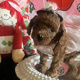 Assorted Doodle Crosses, Maltese, and Poodles from House of Poodles