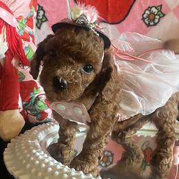 Assorted Doodle Crosses, Maltese, and Poodles from House of Poodles