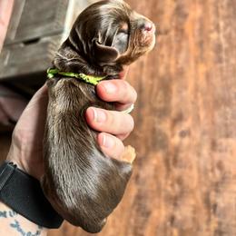 Green - Chocolate male Cavalier King Charles Spaniel puppy in Greenleaf, Wisconsin from Ledgetop Family Cavaliers