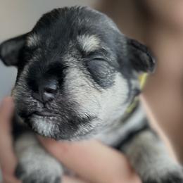 Australian Shepherds, Miniature Australian Shepherds, and Miniature Schnauzers from Rocky Mountain Aussies