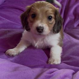 Prince - Piebald male Dachshund puppy in Spencer, Ohio from JAM Doxies