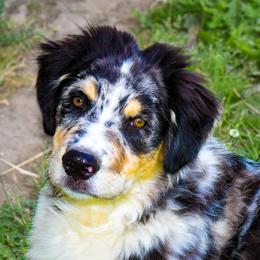 Australian Shepherd All Grown Up from K & R Australian Shepherds