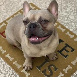 French Bulldogs from Mia Bella French Bulldogs