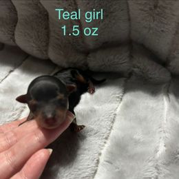 Teal Collar - Black and tan female Yorkshire Terrier puppy in Salem, Illinois from Partin’s Yorkies