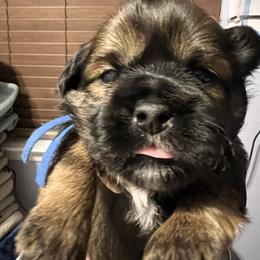 Blue collar- Roman - Brindle and white male Shorkie puppy in Mays Landing, New Jersey from Fancy Paws Shorkies & Shih Tzus