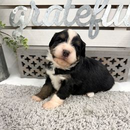 Mr. Happy Halloween - Tri-color male Bernedoodle puppy in Hegins, Pennsylvania from Bubbling Springs Doodles, LLC