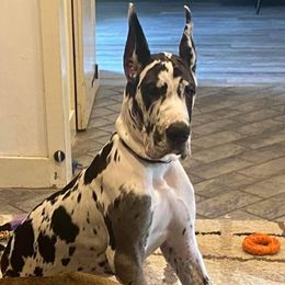 Great Dane Puppies from F&B Kennels