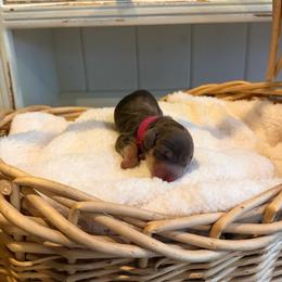 Mocha - Chocolate and cream female Dachshund puppy in Modesto, California from Golden State Mini Doxies
