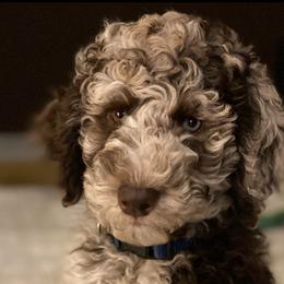 Assorted Doodle Crosses, Bernedoodles, Cockapoos, Double Doodles, and Goldendoodles from Hawk Mountain Doodles