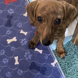 Dachshund Puppies from Bella’s Puppies