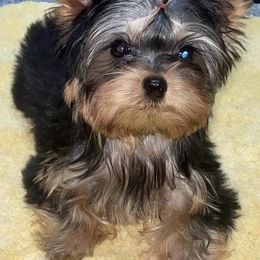 Biewer Terrier, Chinese Crested, and Yorkshire Terrier Puppies from FronkLinn Kennel