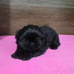 Min Girl - Black female Shih Tzu puppy in Meadows Of Dan, Virginia from Walt’s Shih Tzus
