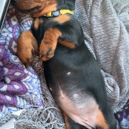 Dachshund Puppies from Wonderland Weenies