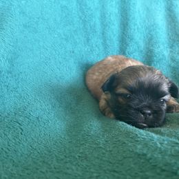 Boy 2 - Brindle male Shih Tzu puppy in Carthage, Missouri from Rocking H Dogs