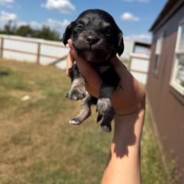 Hank - Black and cream male Dachshund puppy in Nashville, Arkansas from Cuddles n Curls