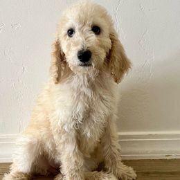 Pink Puppy - Cream Labradoodle puppy in Kingman, Arizona from The Dood Ranch