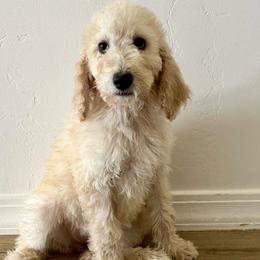 Pink Puppy - Cream Labradoodle puppy in Kingman, Arizona from The Dood Ranch