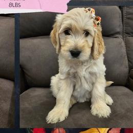 Cockapoos and Goldendoodles from Meghan McKay