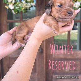 Dachshund Puppies from Southern Grace Doxies