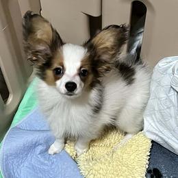 Boy 5 - male Papillon puppy in Central Florida, Florida from Sunshine Papillons