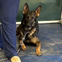 Valor - German Shepherd