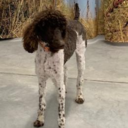 Fancy - Poodle