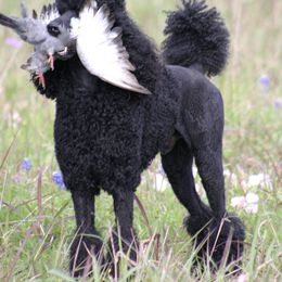 Poodle All Grown Up from Deaux Rey Standard Poodles