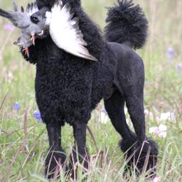 Poodle All Grown Up from Deaux Rey Standard Poodles