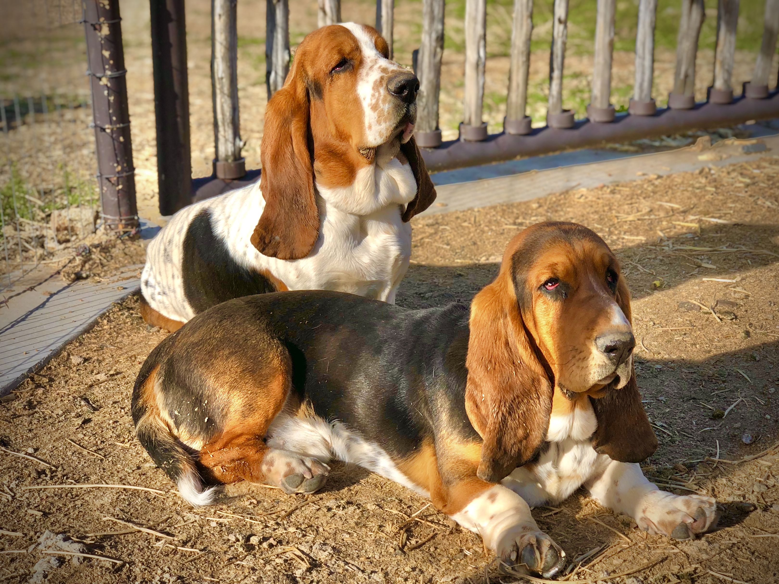 Out West Bassets in Arizona Basset Hound puppies Good Dog