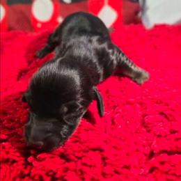 Saint - Black and tan male Dachshund puppy in Buckeye, Arizona from Duran Dachshunds