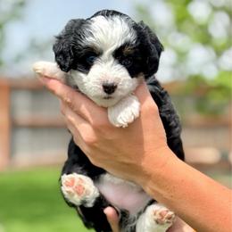 Sunny - Black tri-color female Aussiedoodle puppy in Sterling, Colorado from North 40 Doodles