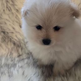 Puppy 2 - Cream male Pomeranian puppy in Lebanon, Indiana from Duran's Huskies and Pomeranians