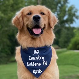 Golden Retriever - Cavalier King Charles Spaniel