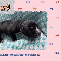 Pearl - Black and white female Great Dane puppy in Gonzales, Louisiana from Anstatt House Of Danes