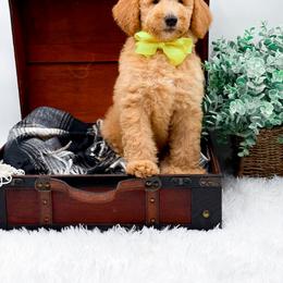 Gypsi - Apricot female Goldendoodle puppy in North Carolina from NC Doodle Puppies