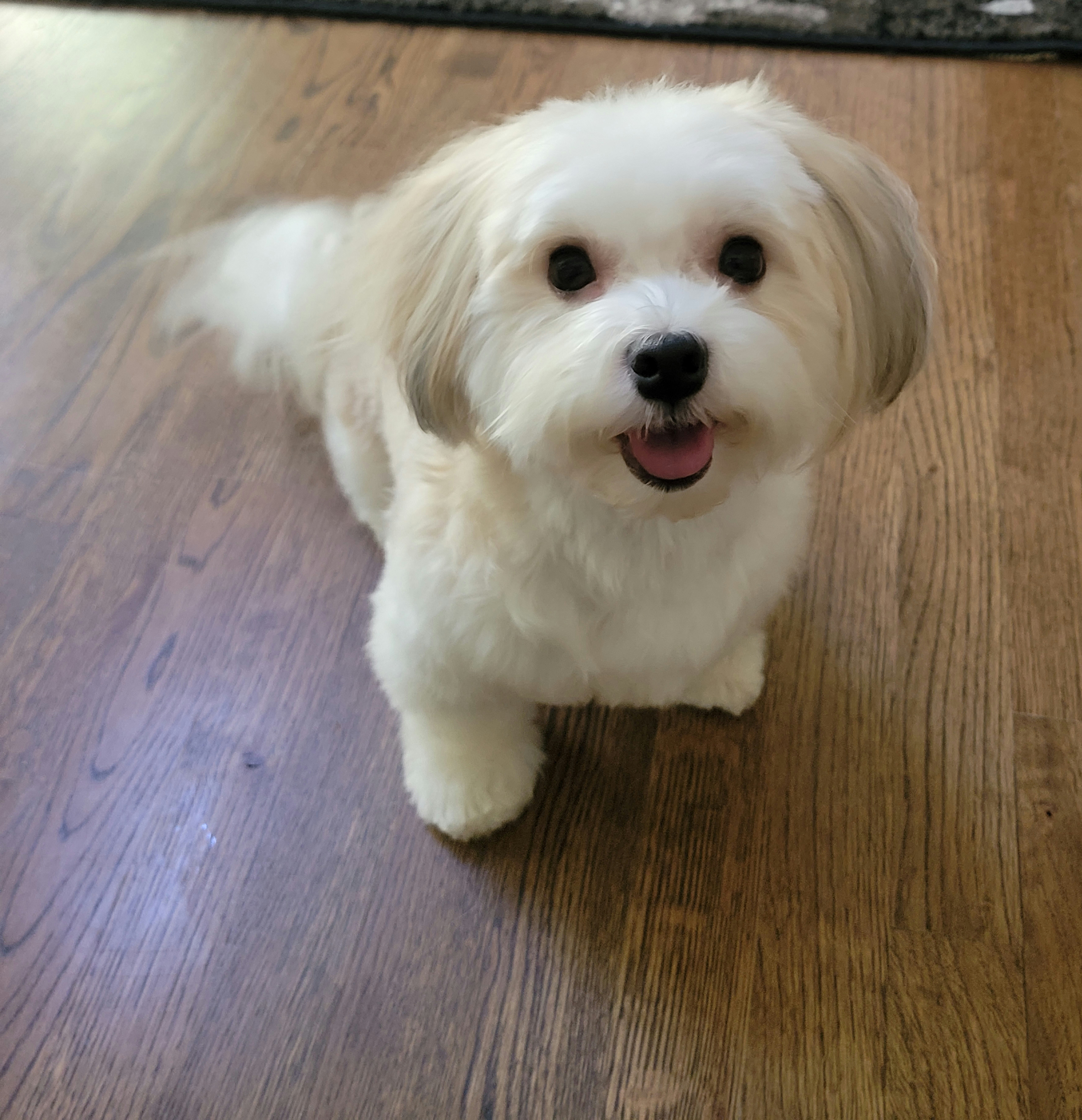 Penny - Havanese