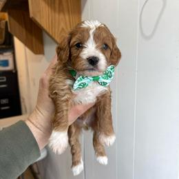 Lucky - Red male Cavapoo puppy in Sugarcreek, Ohio from True Hearted Doodles
