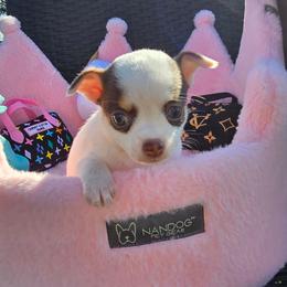 Trixie - Chocolate and white female Chihuahua puppy in Amity, Pennsylvania from Baxters Chihuahuas