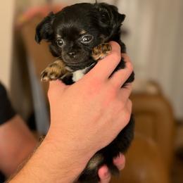 Jet - Black and tan male Chihuahua puppy in Burleson, Texas from Luxe Paradise House of Chi