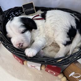 Leola - Black and white female Bernedoodle puppy in New Market, Virginia from Frosty & Ginger Co Home of Doodles