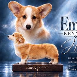 Hunt - Pembroke Welsh Corgi