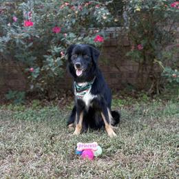 Willow - Australian Shepherd