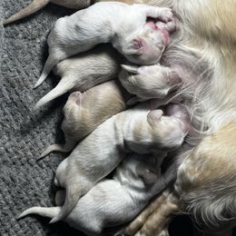 Wilma - Cream female Dachshund puppy in Muldrow, Oklahoma from Sassy Sausage Dogs