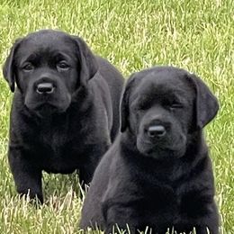 Labrador Retrievers from McCabe Creek Labradors