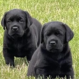 Labrador Retrievers from McCabe Creek Labradors